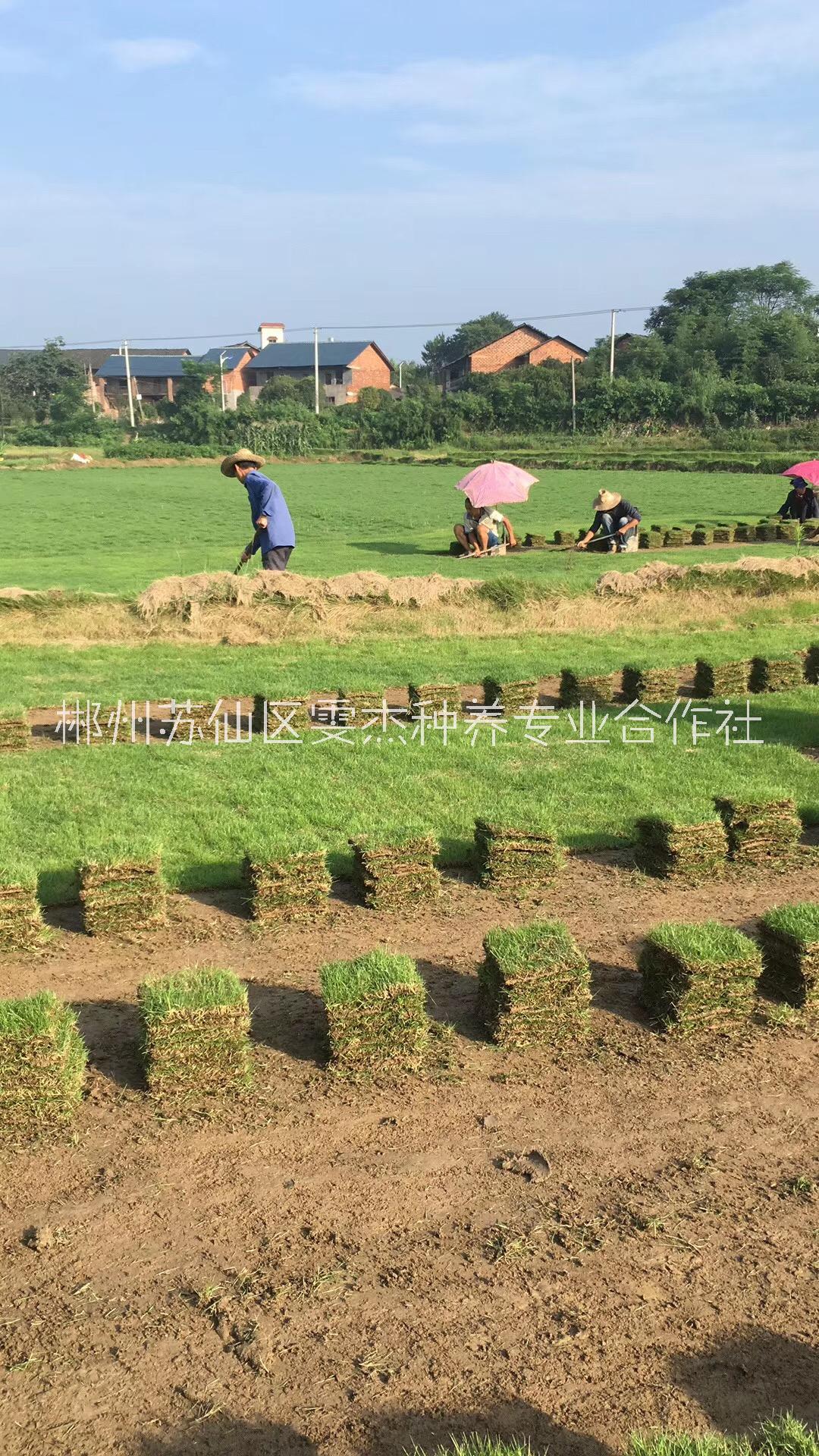 广西草坪绿化草皮优质供应商 广西园林绿化草卷18975566562图片