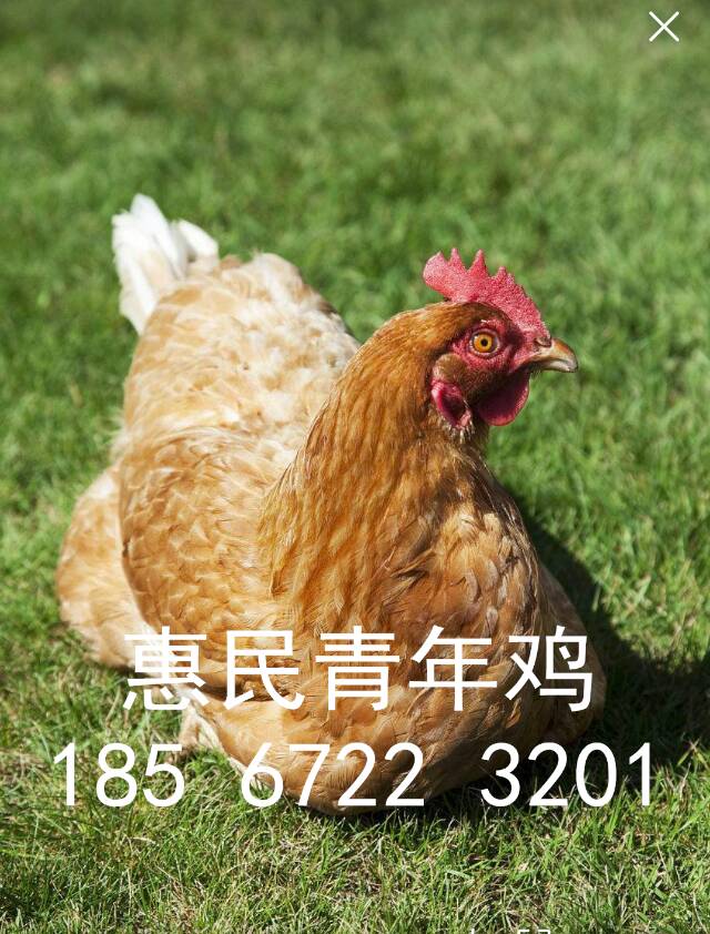 蛋雞青年雞圖片/蛋雞青年雞樣板圖 (2)