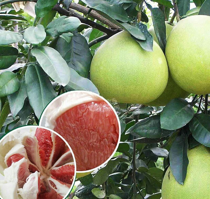 琯溪紅肉蜜柚苗供應(yīng) 琯溪紅肉蜜柚批發(fā)