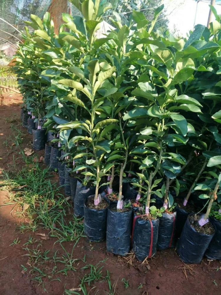 長期供應泰國紅寶石青柚苗種植基地批發(fā)價格