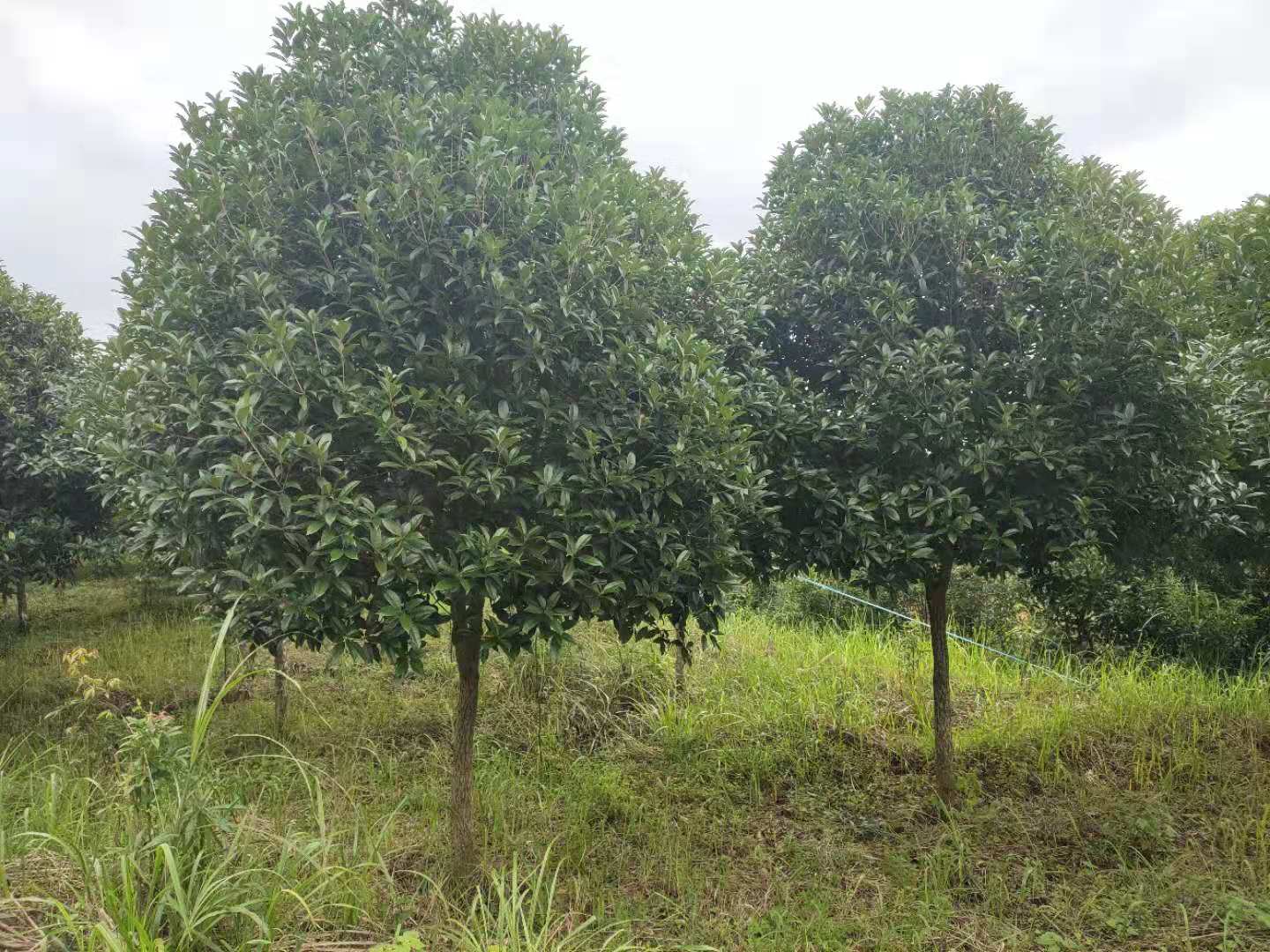 批發(fā)10公分*紅丹桂