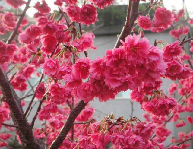 京紅早櫻報(bào)價(jià)圖片/京紅早櫻報(bào)價(jià)樣板圖 (4)