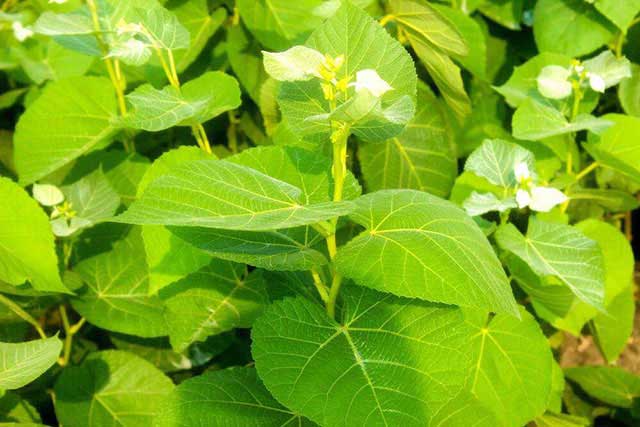 歐洲小葉椴基地圖片/歐洲小葉椴基地樣板圖 (4)