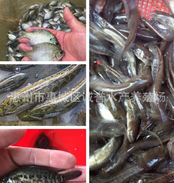 銀鱈魚苗圖片/銀鱈魚苗樣板圖 (3)