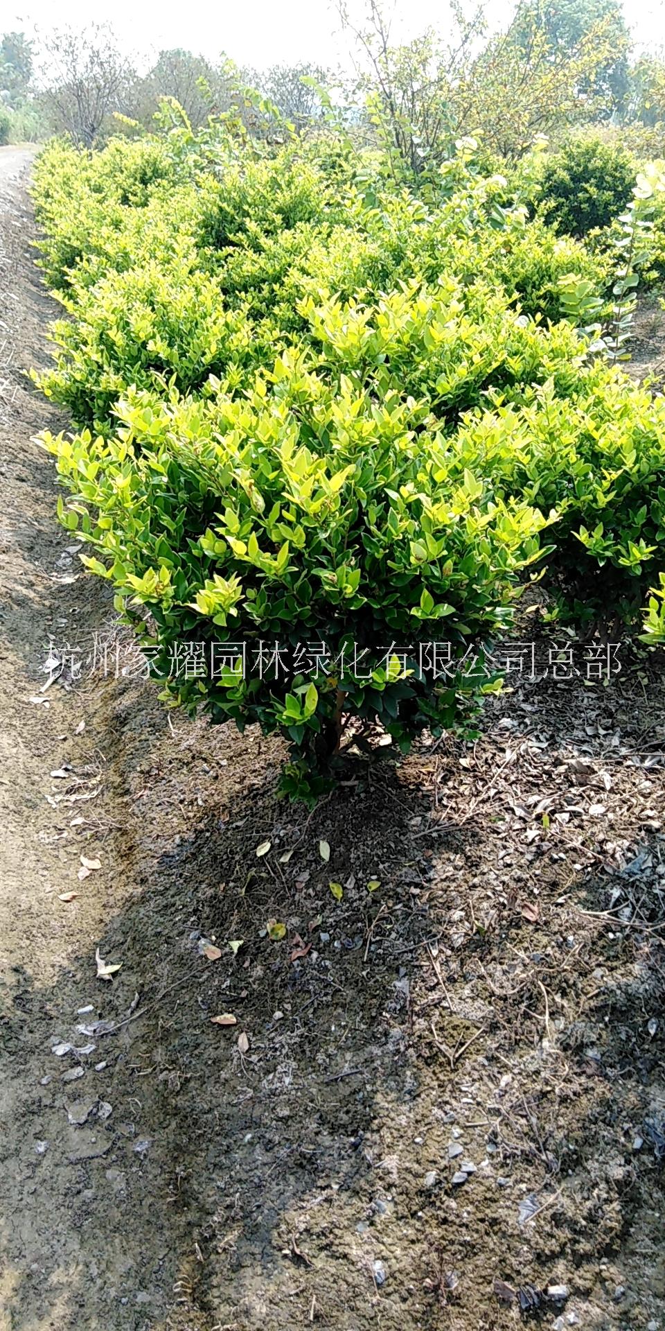 金森女貞圖片/金森女貞樣板圖 (4)