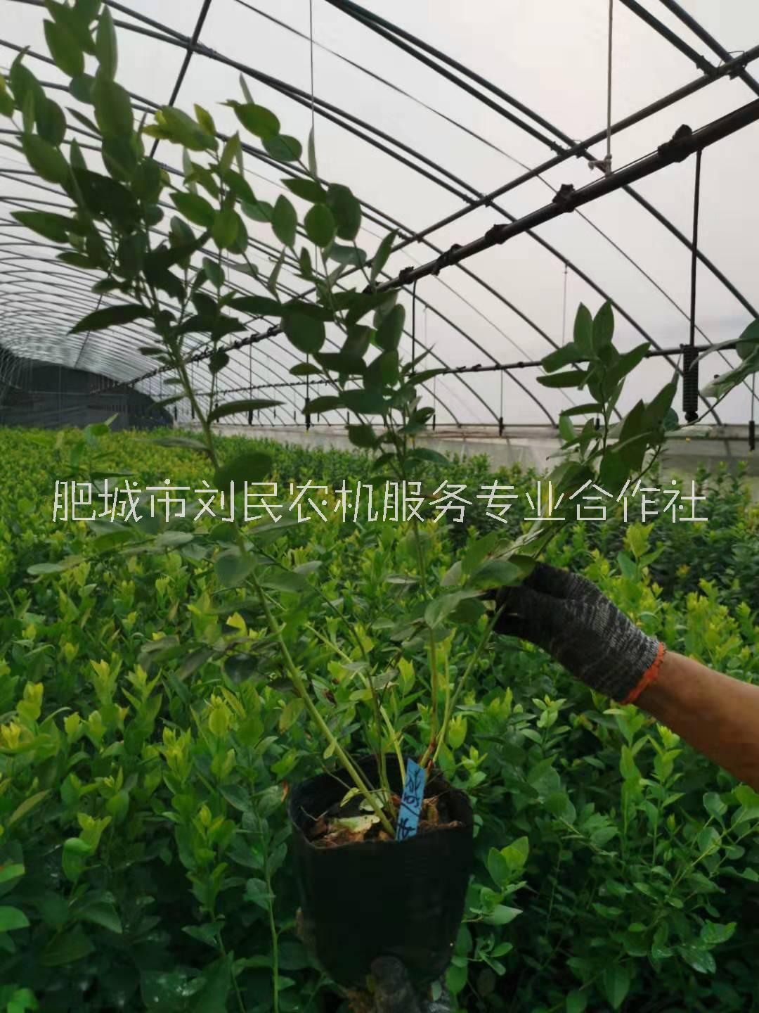 藍(lán)莓苗批量出售圖片
