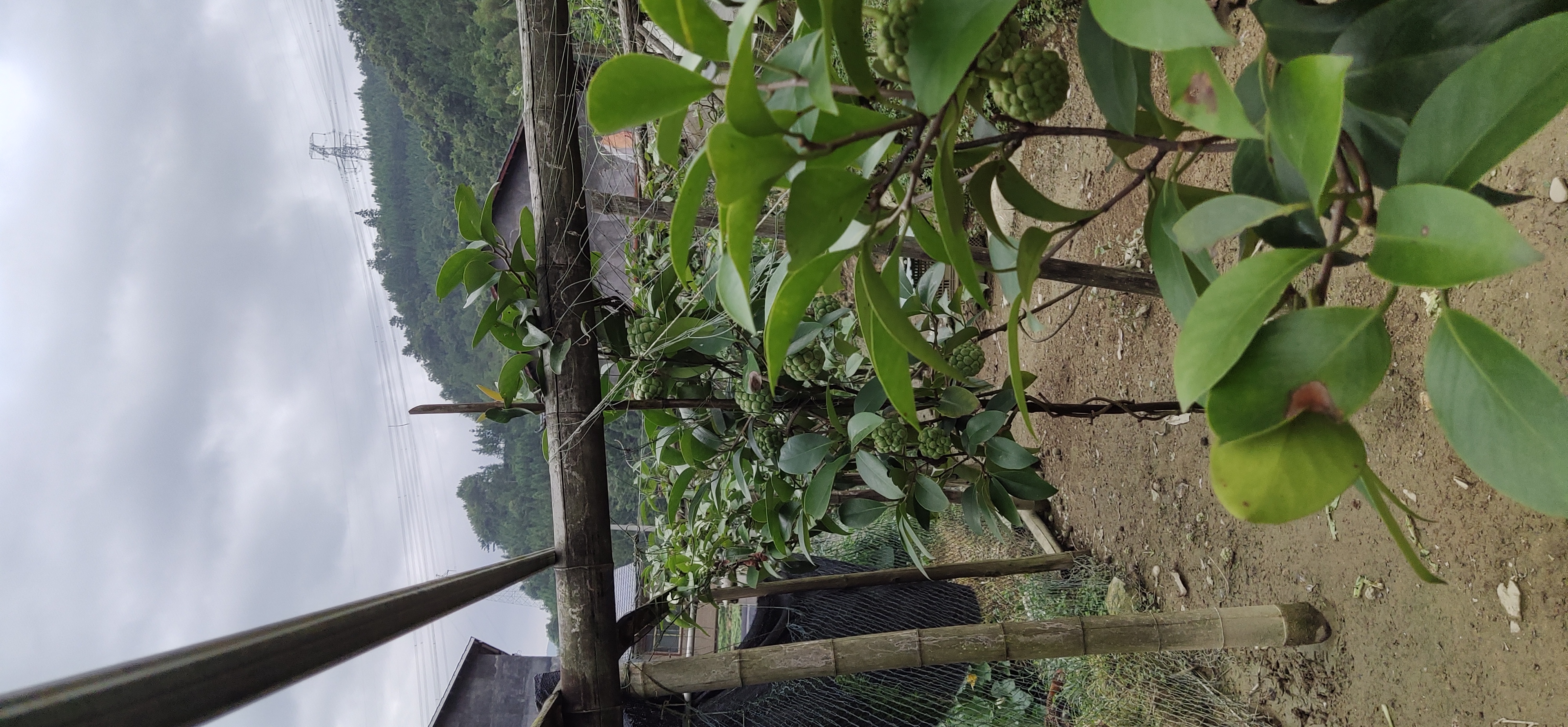 廣西黑老虎圖片/廣西黑老虎樣板圖 (3)