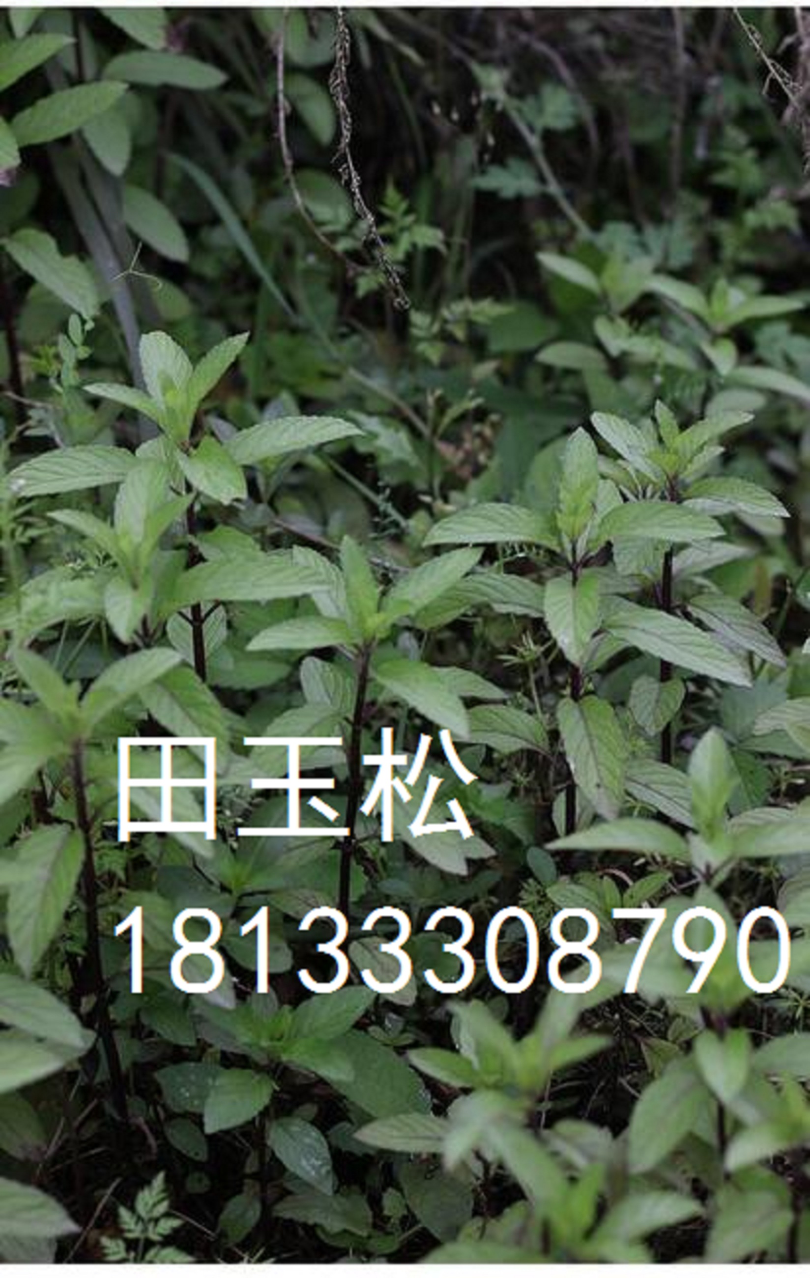 薄荷，種苗的種植方法，批發(fā)價(jià)