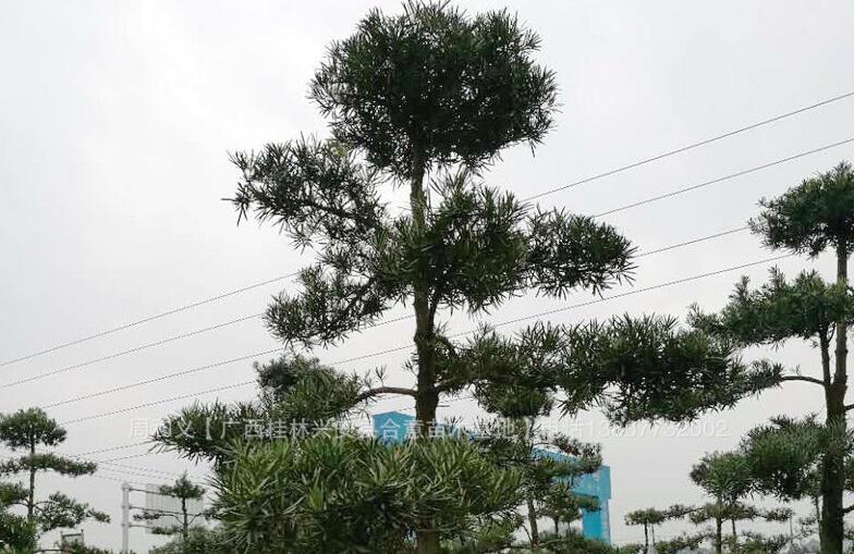 广西罗汉松基地-广西罗汉松价格【兴安县合意苗木基地】图片