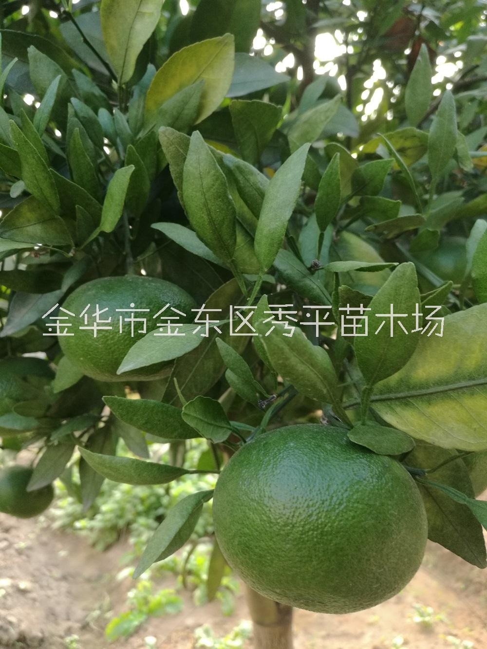 桔苗圖片/桔苗樣板圖 (4)