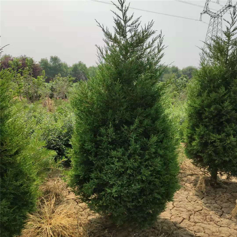 3米蜀儈圖片/3米蜀儈樣板圖 (3)