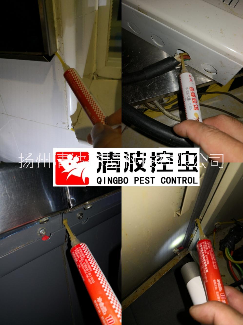 丹陽 揚中 句容 滅蟑螂 殺蟑螂圖片