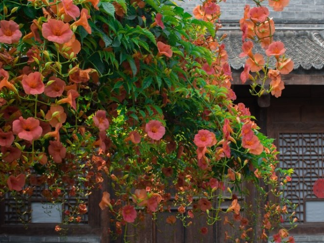 凌霄花圖片/凌霄花樣板圖 (4)