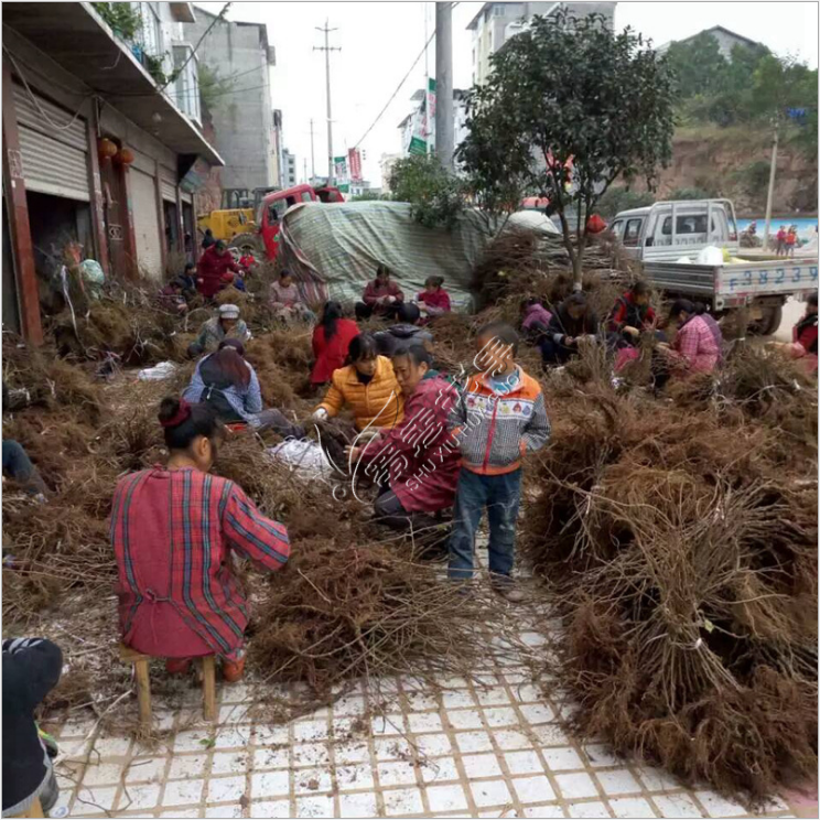 獼猴桃苗圖片/獼猴桃苗樣板圖 (4)