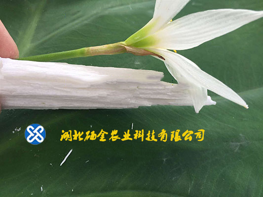 湖北Gui鈣肥圖片