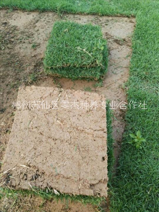 馬尼拉草皮圖片/馬尼拉草皮樣板圖 (4)