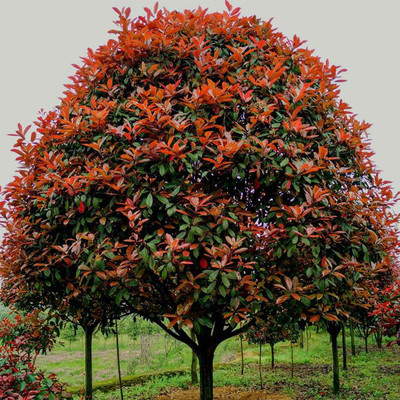 紅葉石楠圖片/紅葉石楠樣板圖 (4)