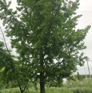 銀杏樹苗木圖片