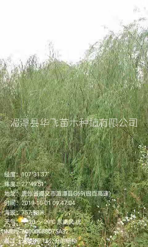 楊柳圖片/楊柳樣板圖 (3)