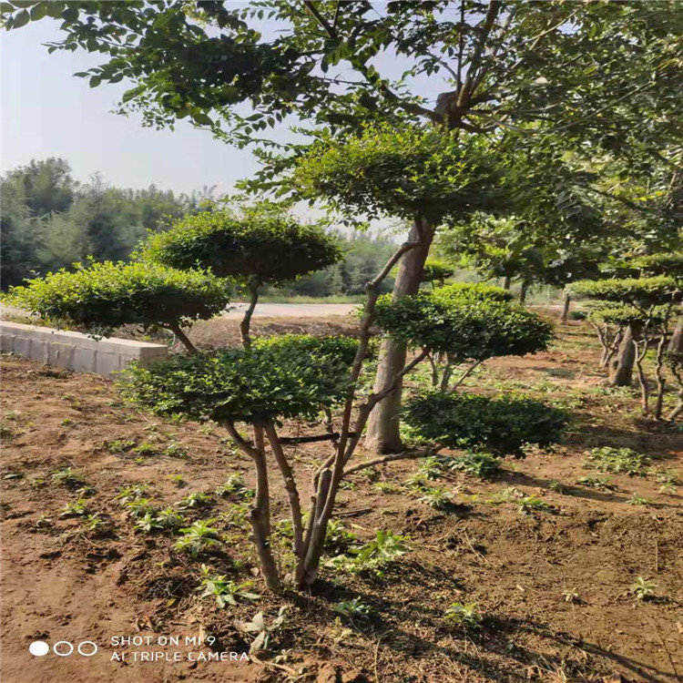 造型小葉女貞圖片/造型小葉女貞樣板圖 (2)
