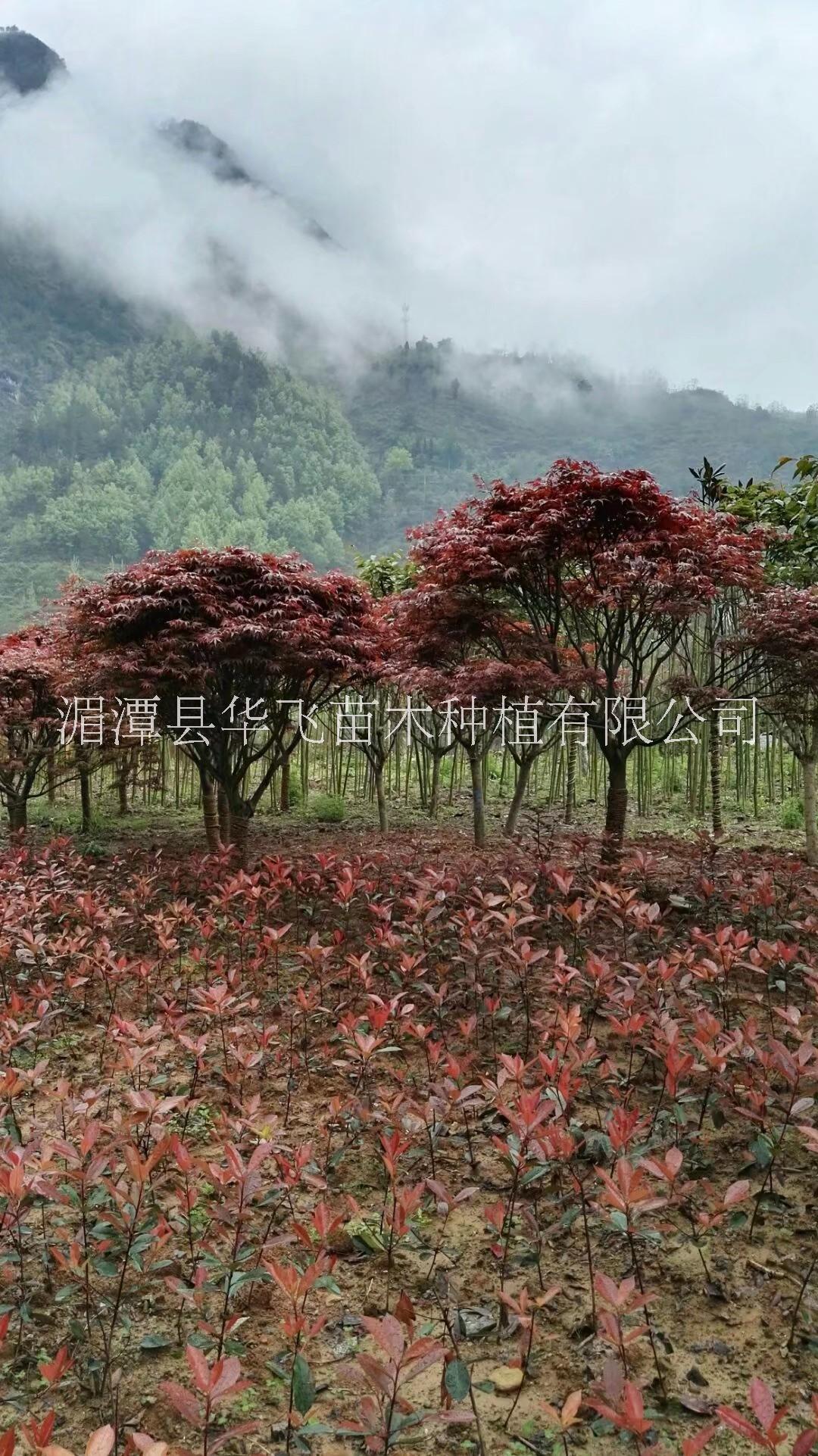 紅楓圖片/紅楓樣板圖 (3)