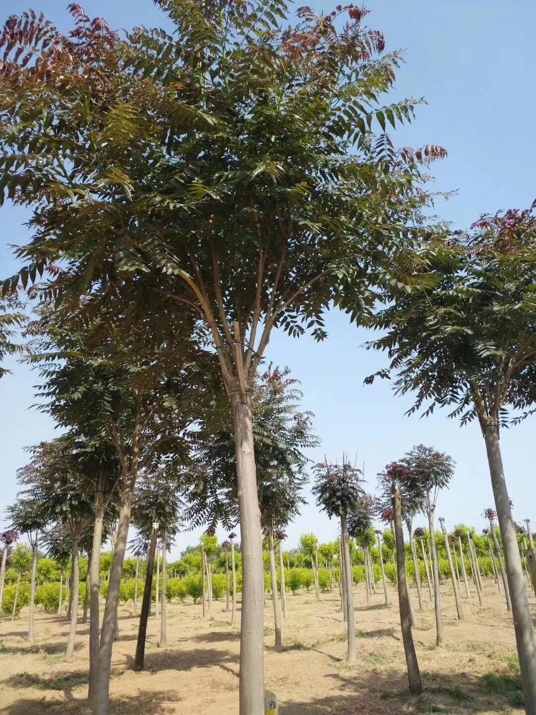 千頭椿價格、報價、批發(fā)【聊城市睿圖園林有限公司】