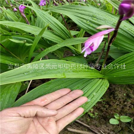 白芨種植效益分析圖片/白芨種植效益分析樣板圖 (1)