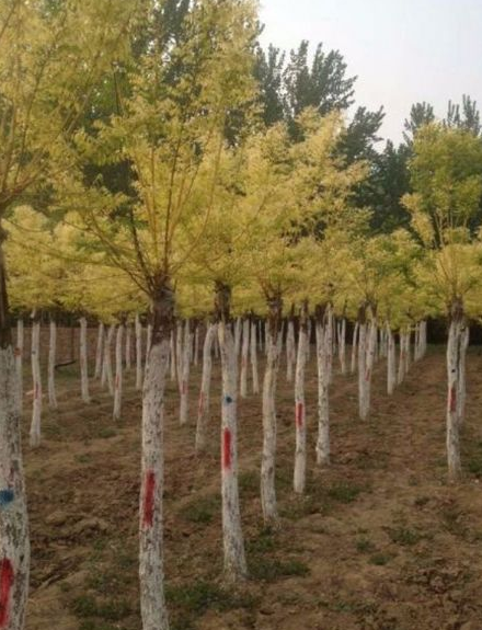 黃金槐圖片/黃金槐樣板圖 (3)