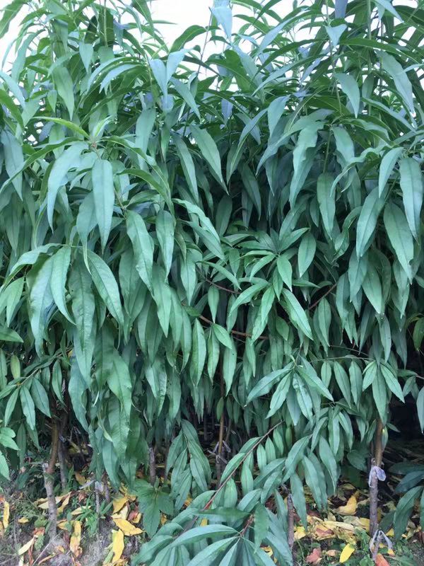 福建油奈、種植、批發(fā)、價格【福建省寧德市古田縣科委名優(yōu)果苗場】