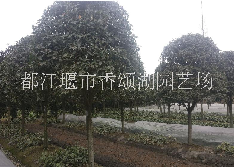 桂花圖片/桂花樣板圖 (3)