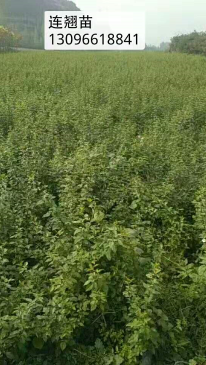 連翹苗圖片/連翹苗樣板圖 (1)