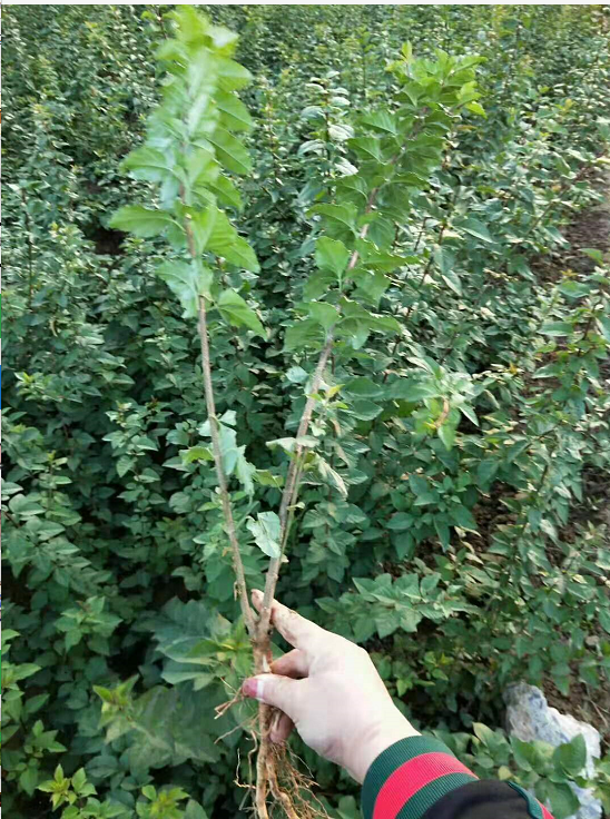 兩米白皮松圖片/兩米白皮松樣板圖 (3)