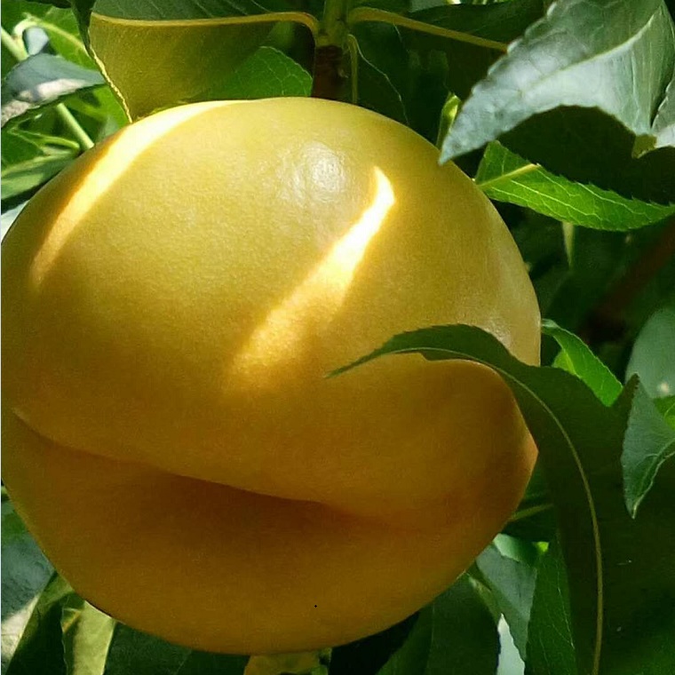 黃桃樹苗圖片/黃桃樹苗樣板圖 (3)