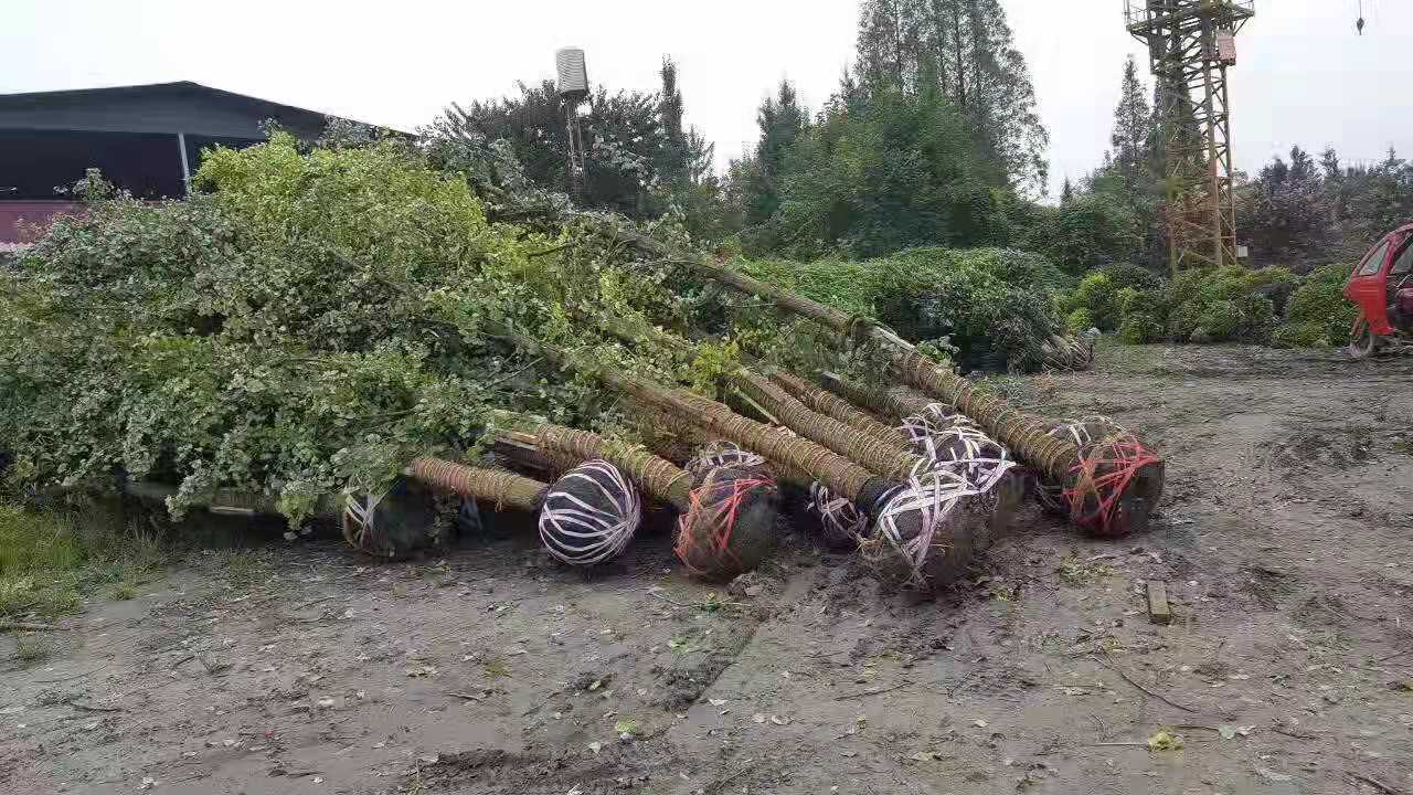 銀杏苗木種植基地批發(fā)