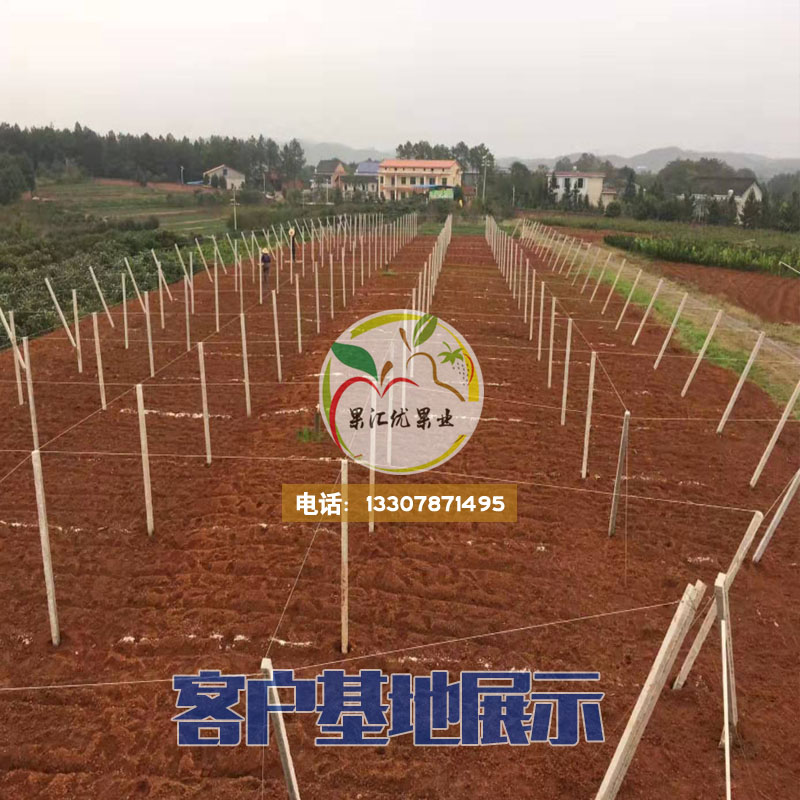 臺農(nóng)一號起苗基地圖片/臺農(nóng)一號起苗基地樣板圖 (4)