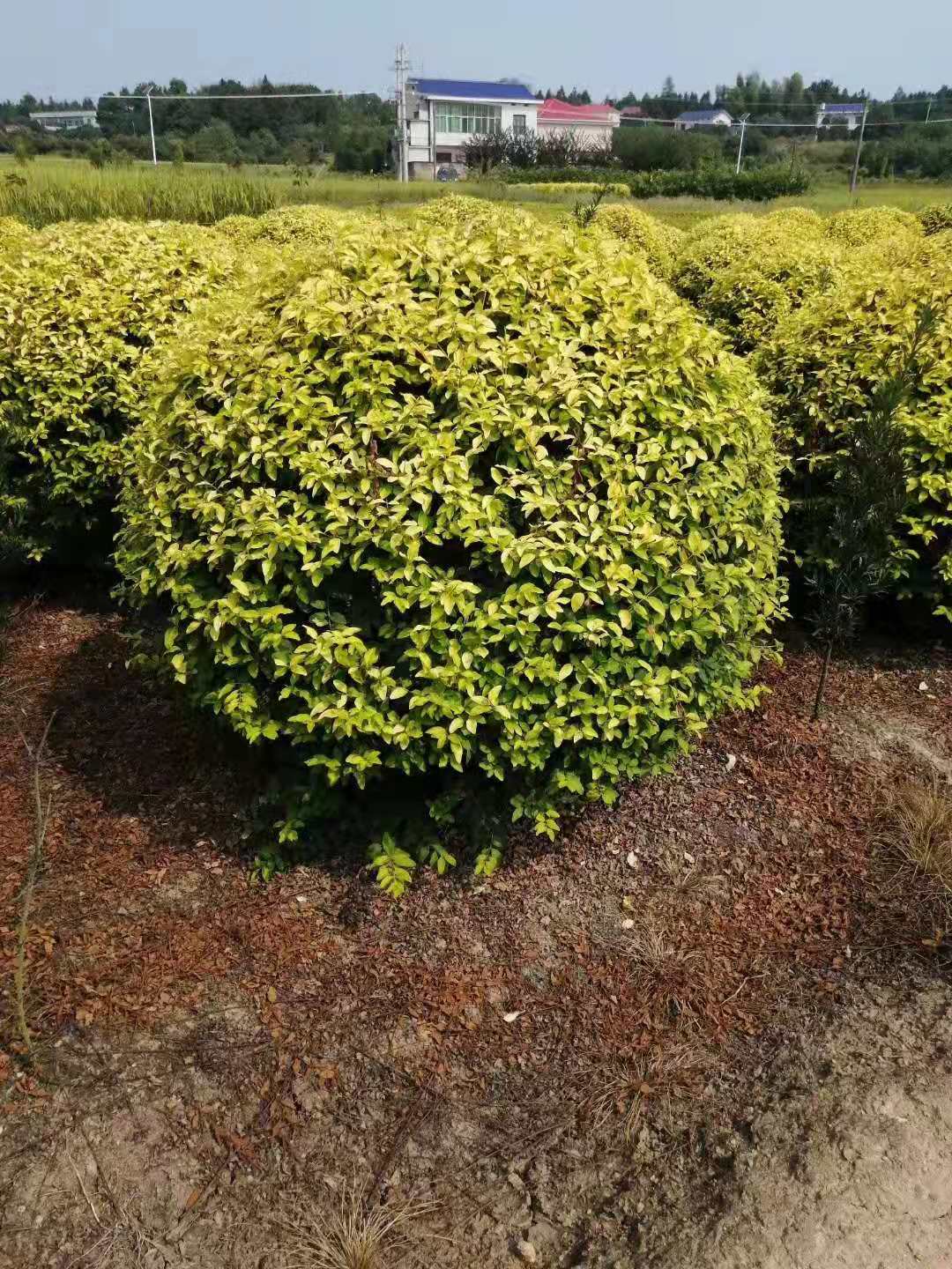 金冠女贞球一手种植基地批发价格供应商【长沙市雨花区木林缘苗圃】