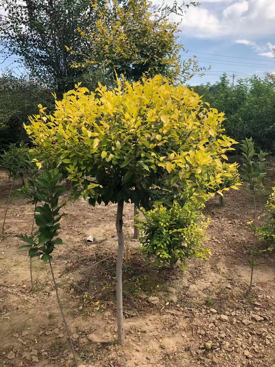 金葉榆圖片/金葉榆樣板圖 (4)