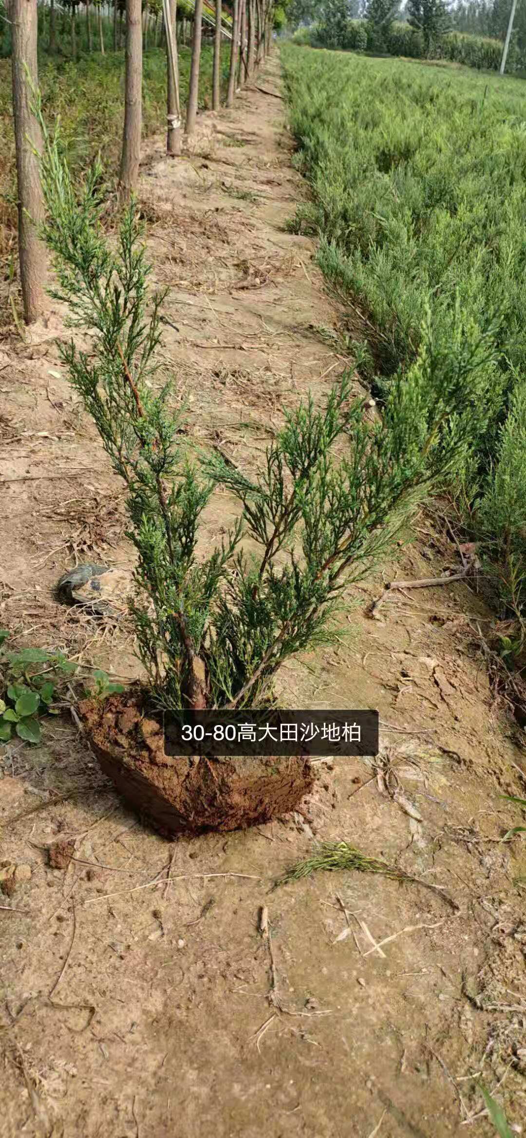 河北沙地柏種植基地/沙地柏批發(fā)報(bào)價(jià)/各種規(guī)格沙地柏直銷/沙地柏現(xiàn)貨供應(yīng)圖片