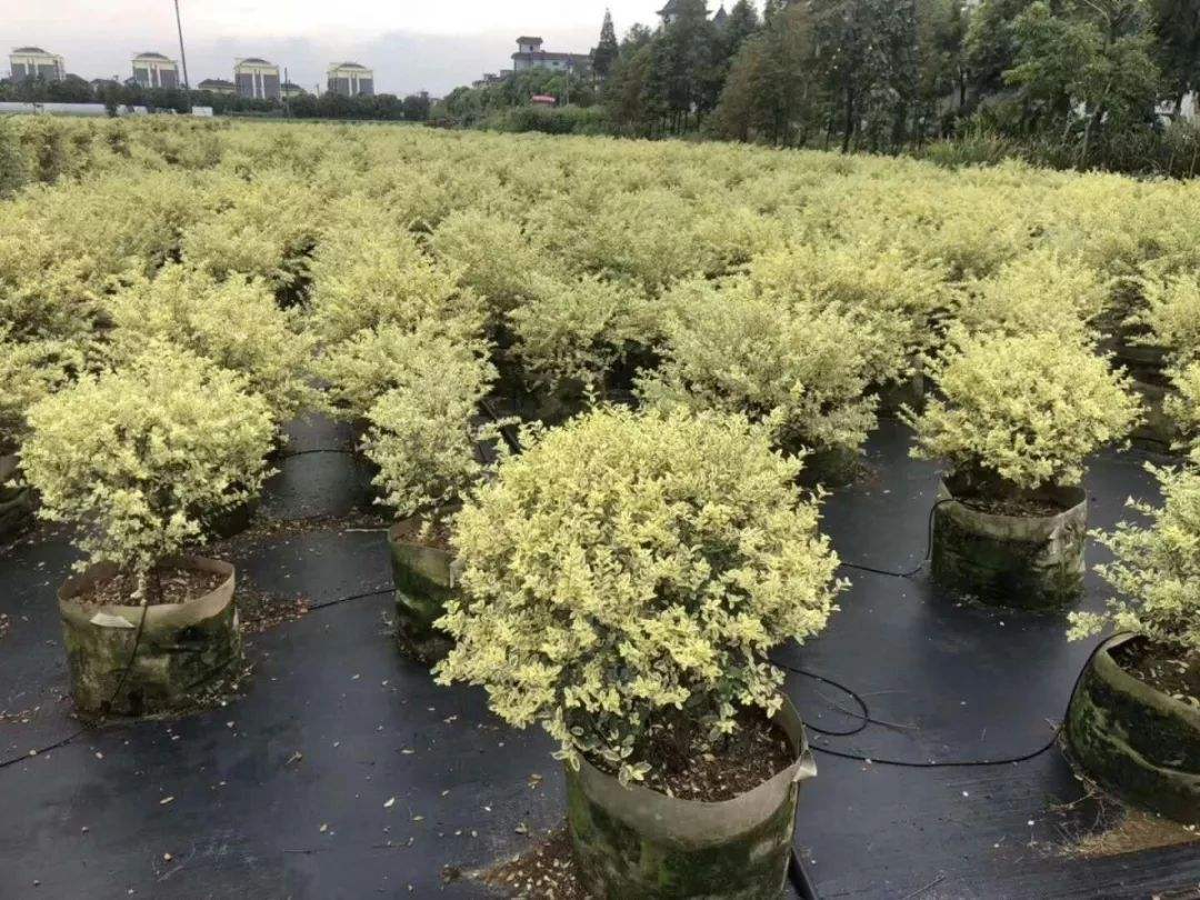 美植袋矮桿金葉槐、種植、基地、批發(fā)【曲陽縣穎坤帆苗圃場】