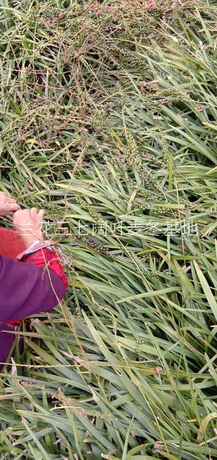 大量批發(fā)金邊麥冬供應(yīng)商圖片