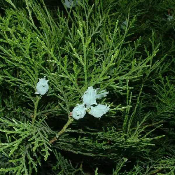 塔柏種植基地 塔柏圓柏 價(jià)格 供應(yīng)