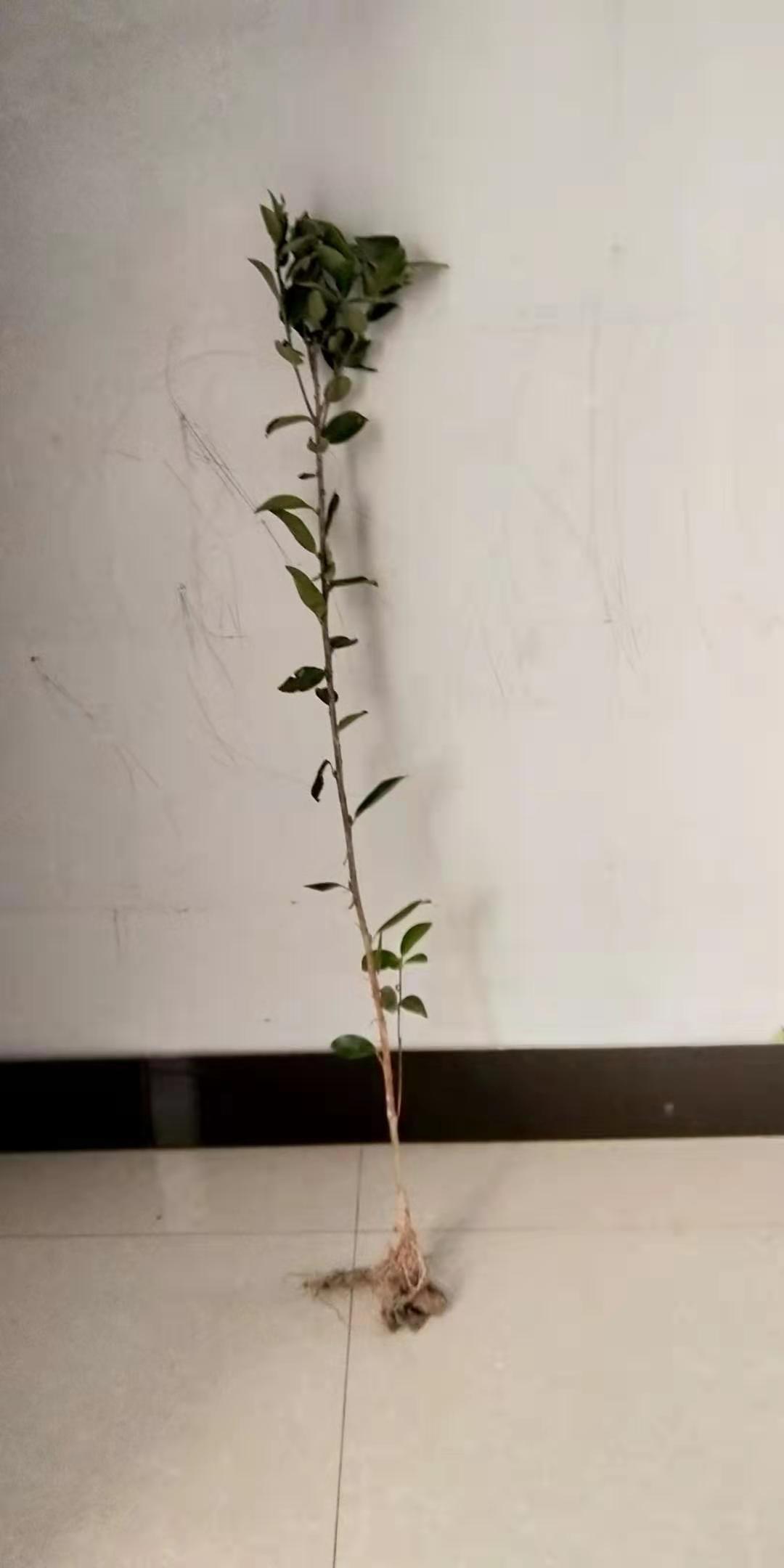兩年大杯油茶苗圖片/兩年大杯油茶苗樣板圖 (4)