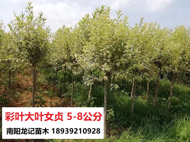 8公分大葉女貞圖片/8公分大葉女貞樣板圖 (4)