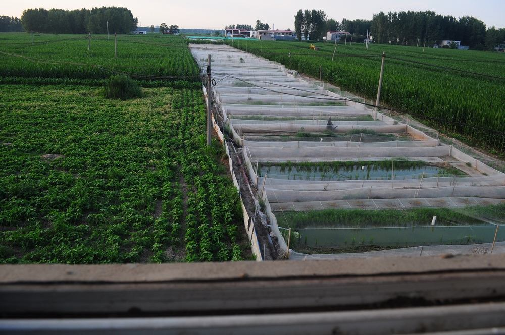 青蛙養(yǎng)殖圖片