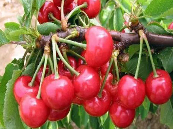 櫻桃苗木圖片/櫻桃苗木樣板圖 (2)