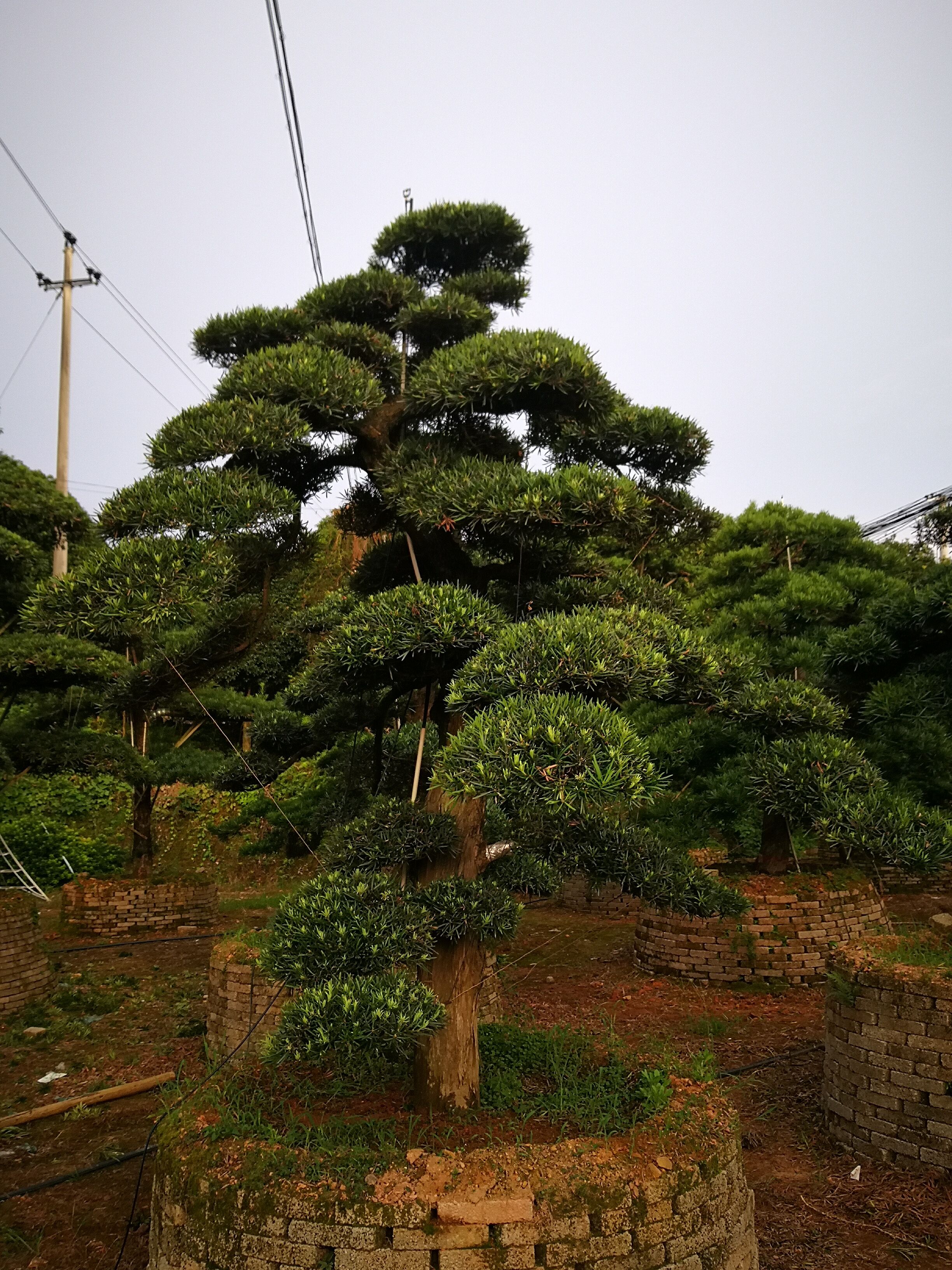 造型羅漢松圖片/造型羅漢松樣板圖 (3)