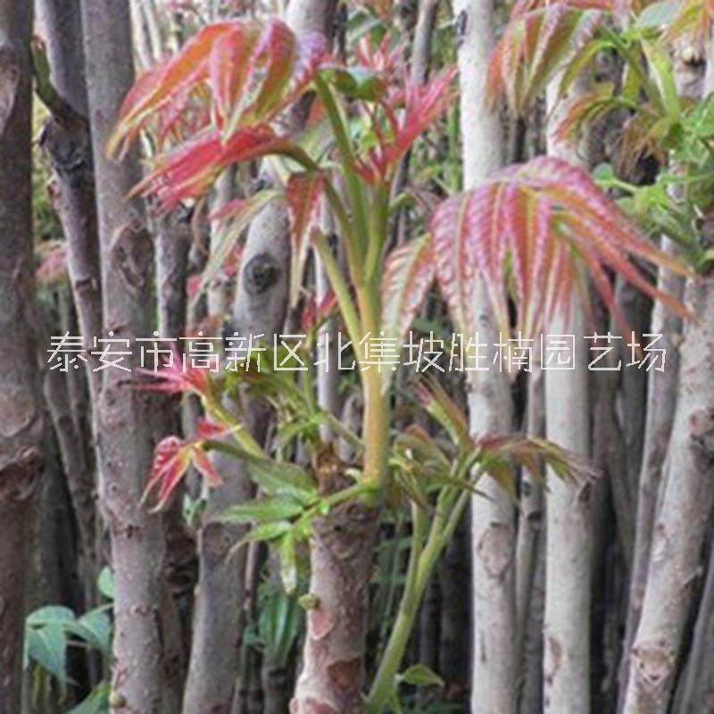 香椿苗圖片/香椿苗樣板圖 (4)