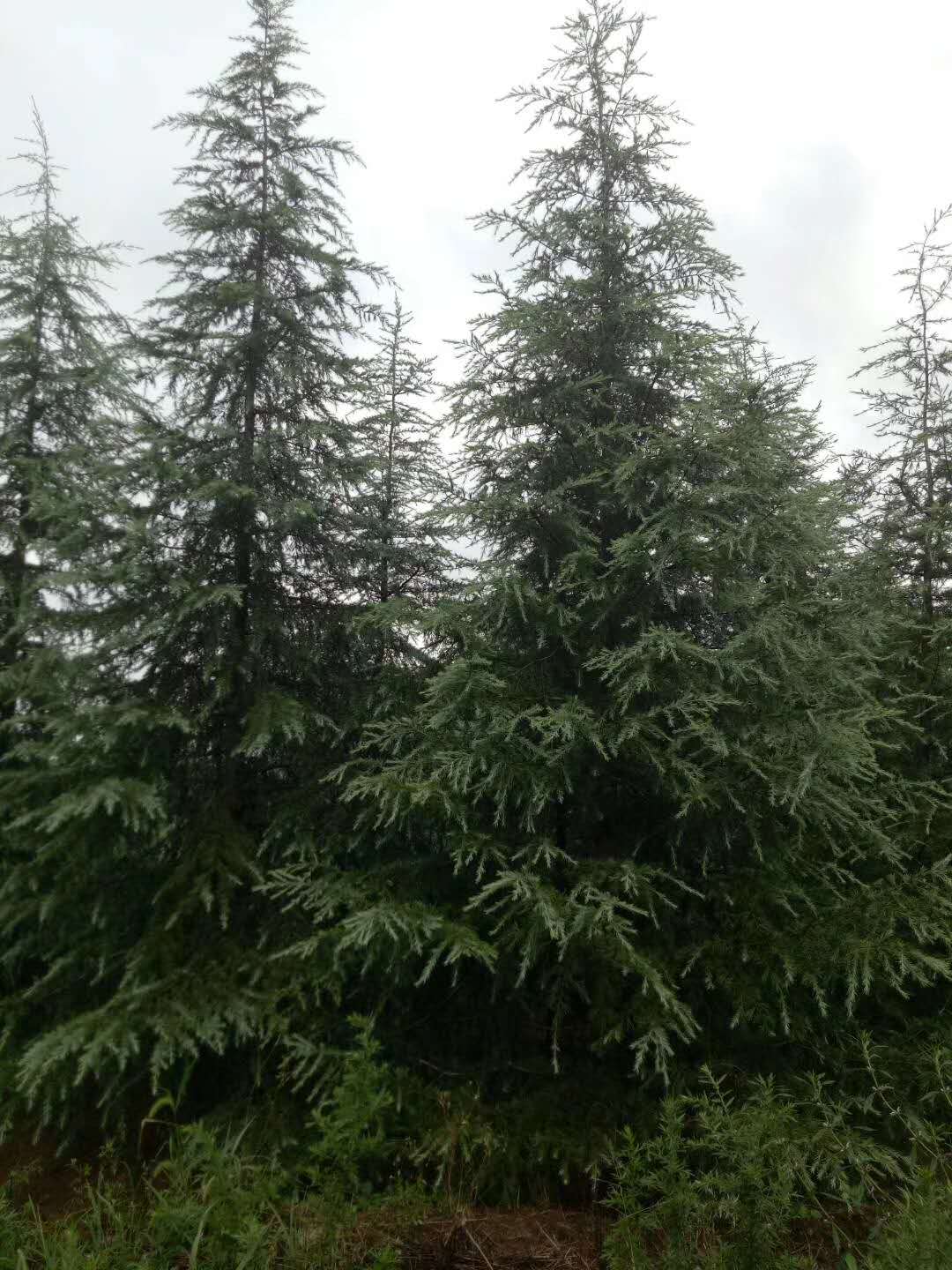 5公分雪松銷售圖片