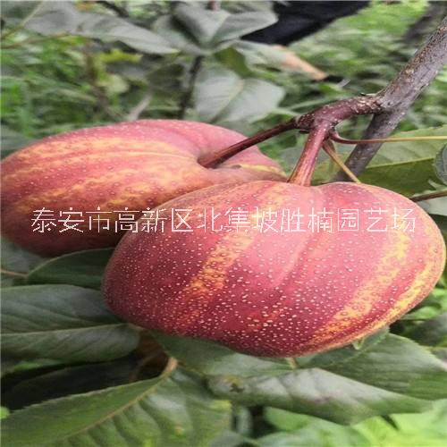 梨苗圖片/梨苗樣板圖 (4)