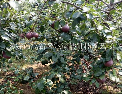 梨苗圖片/梨苗樣板圖 (2)